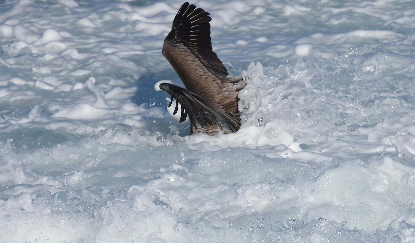 Brown Pelican (40078291984)