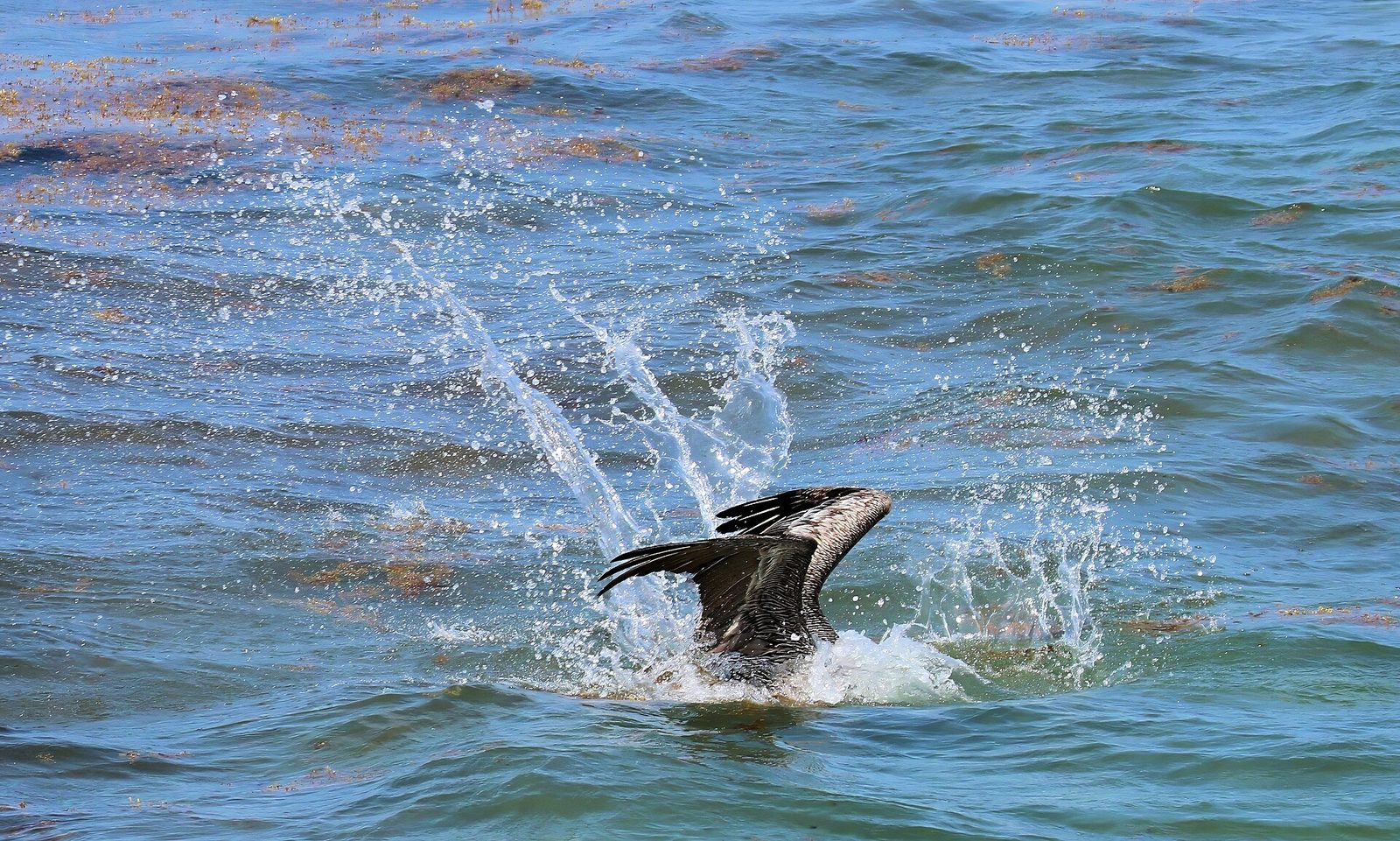 Brown Pelican Pelecanus occidentalis juvenile Diving 0734