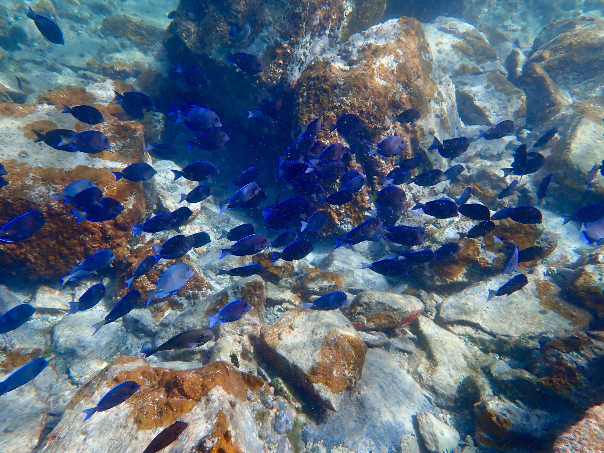 A school of blue tang over a reef in the U.S. Virgin Islands