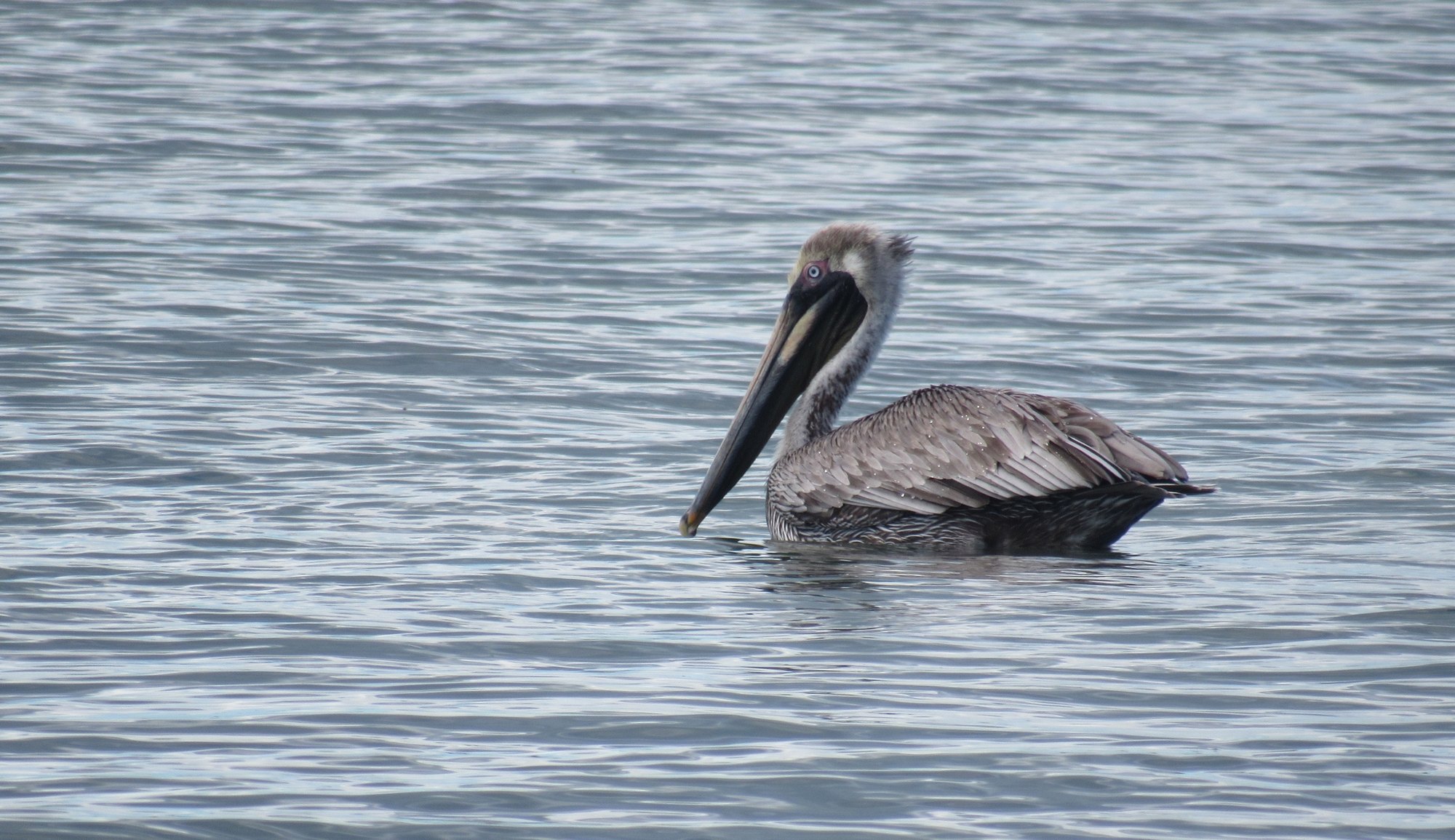 A brown pelican resting on the water off St. Croix