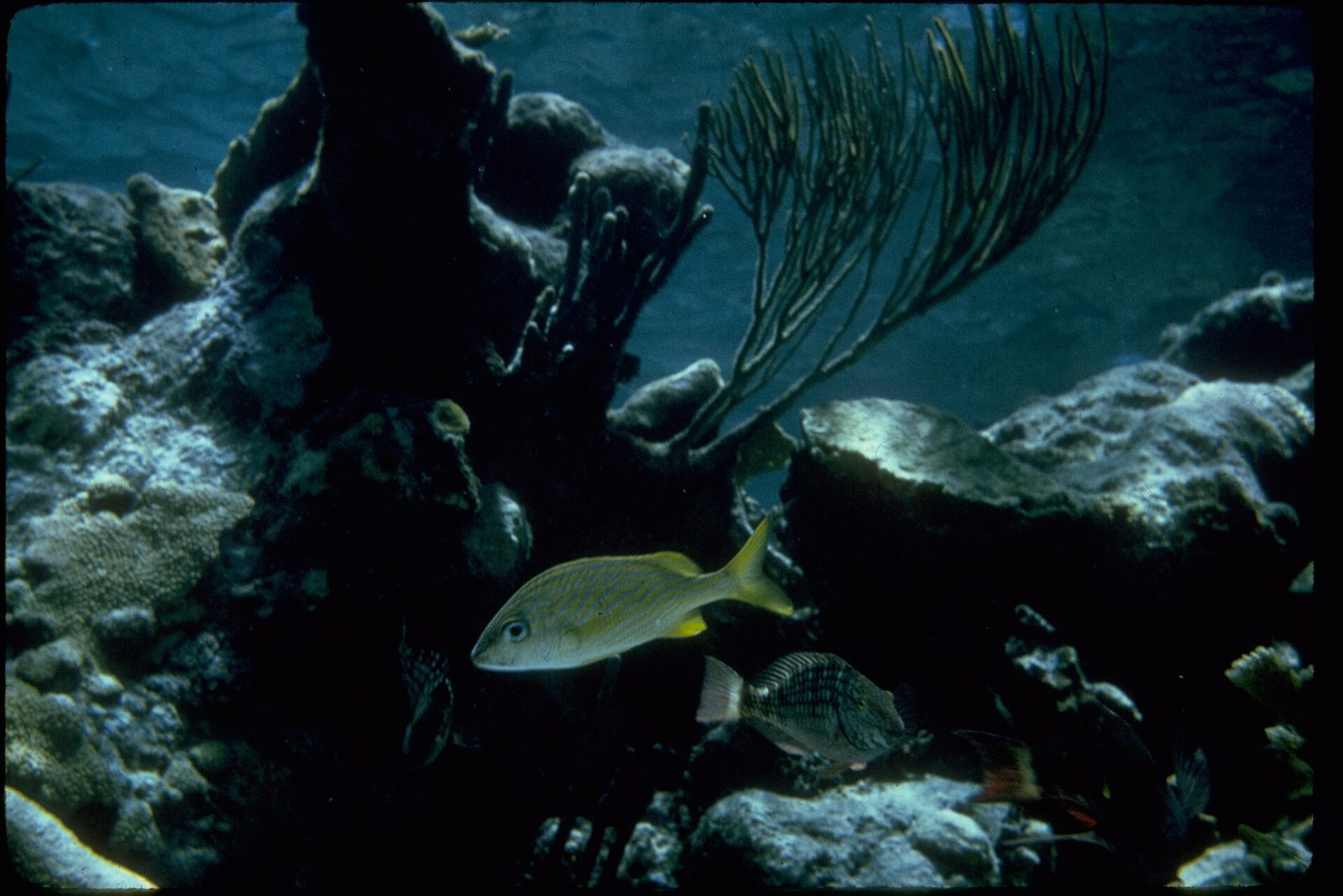 Buck Island Reef National Monument BUIS0648