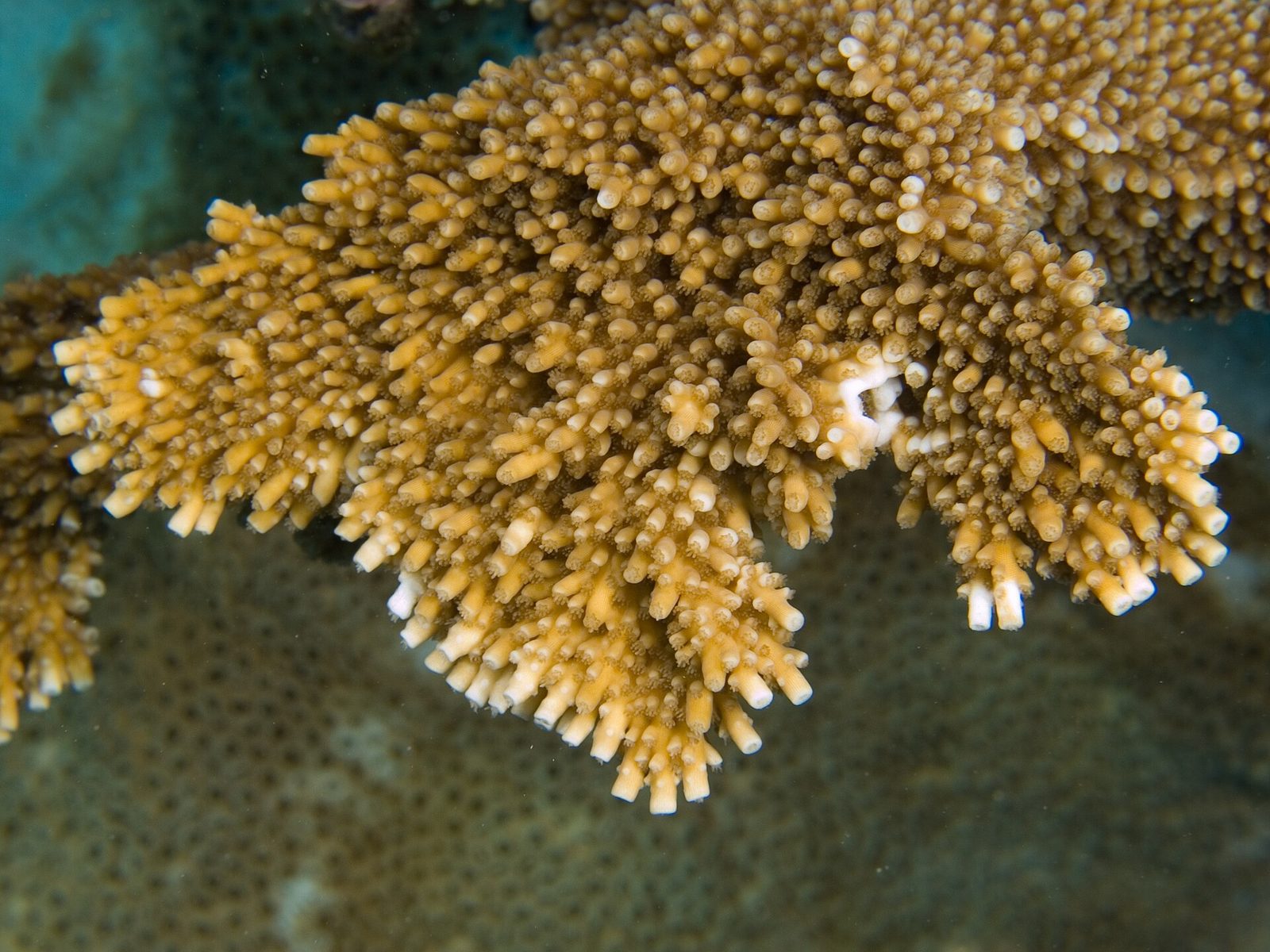 Acropora palmata (Elkhorn Coral) closeup