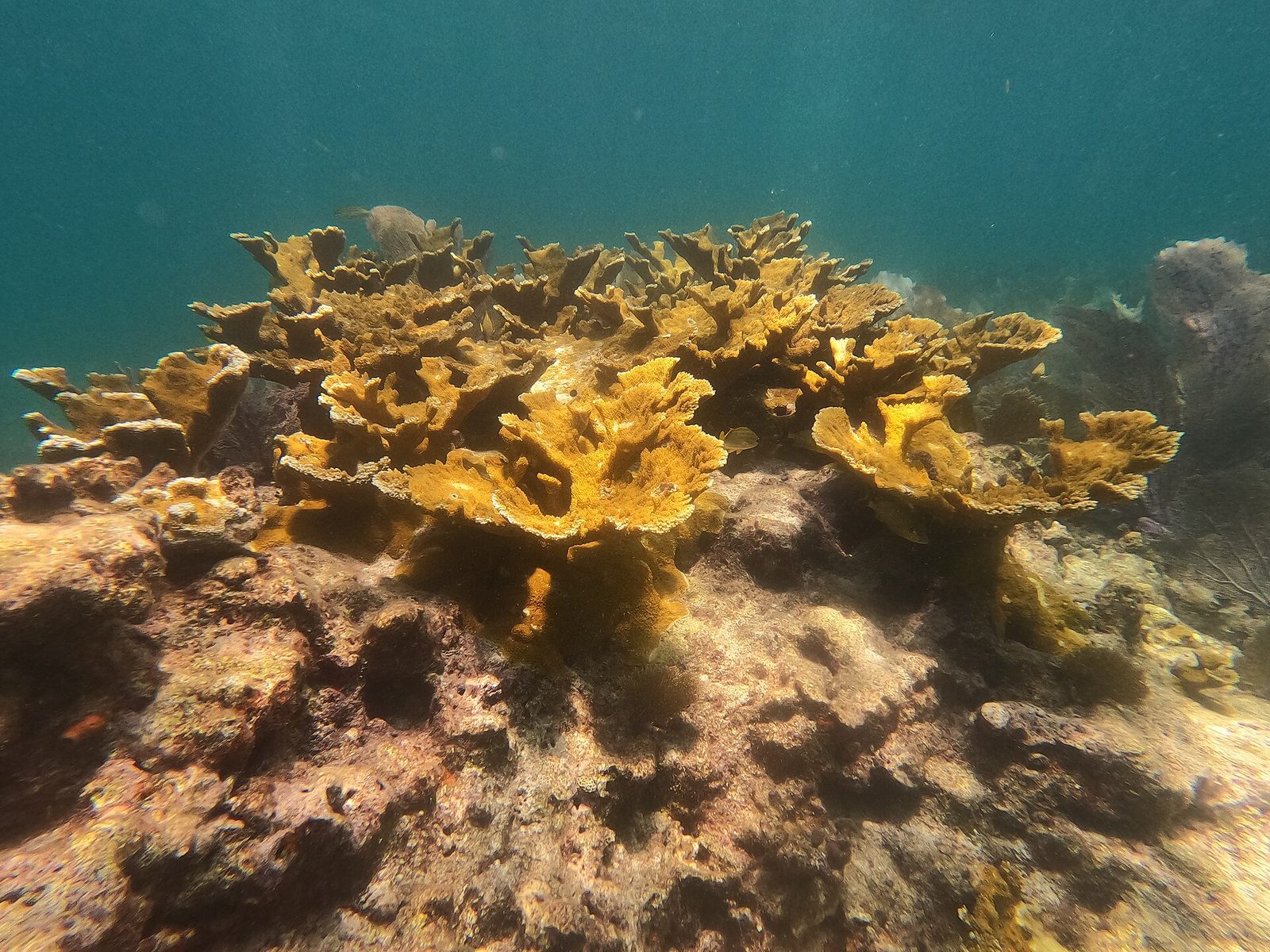 Acropora palmata 01 Pickles Reef 20230713