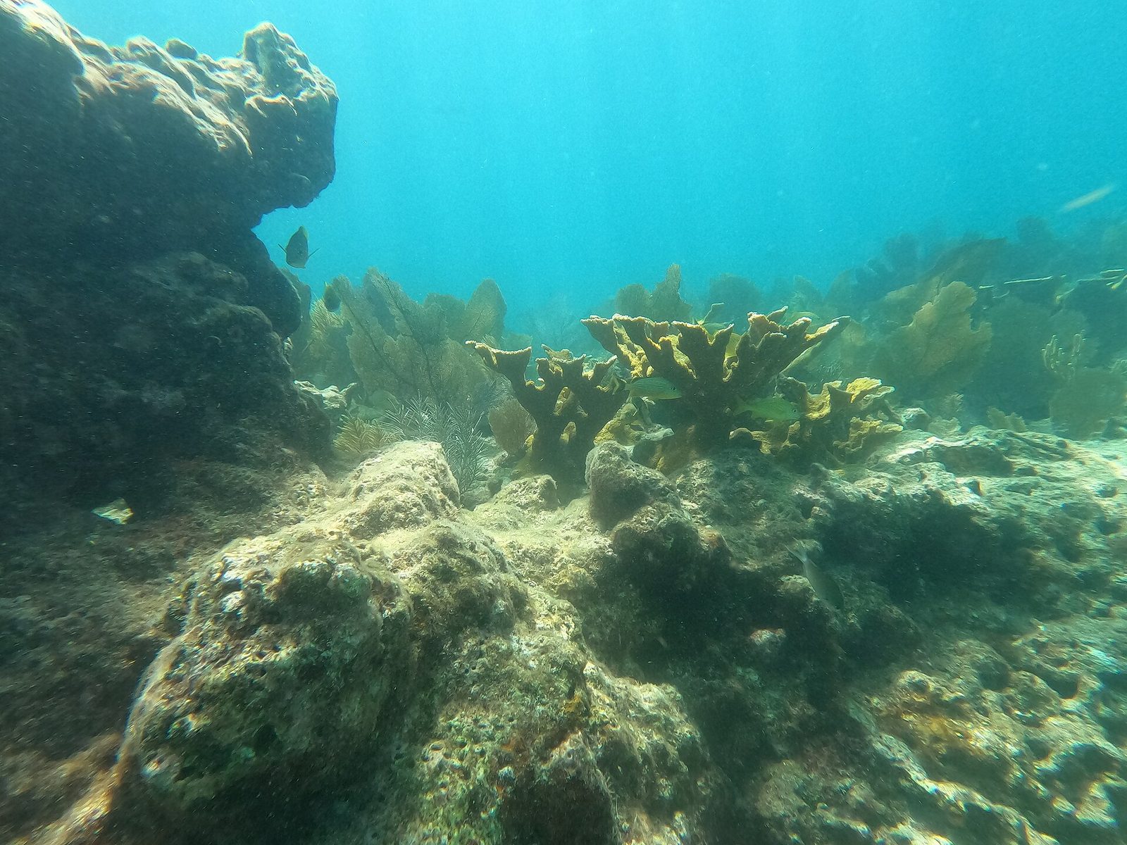 Acropora palmata 02 Pickles Reef 20230713
