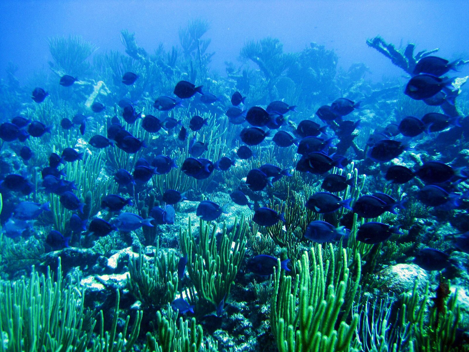 Reef1725 - Flickr - NOAA Photo Library