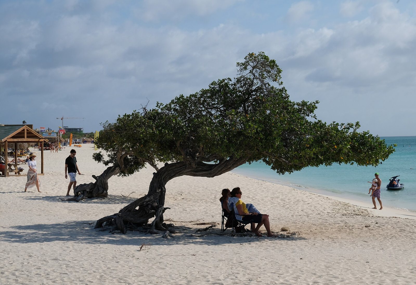 A wind-shaped tree on Eagle Beach, Aruba