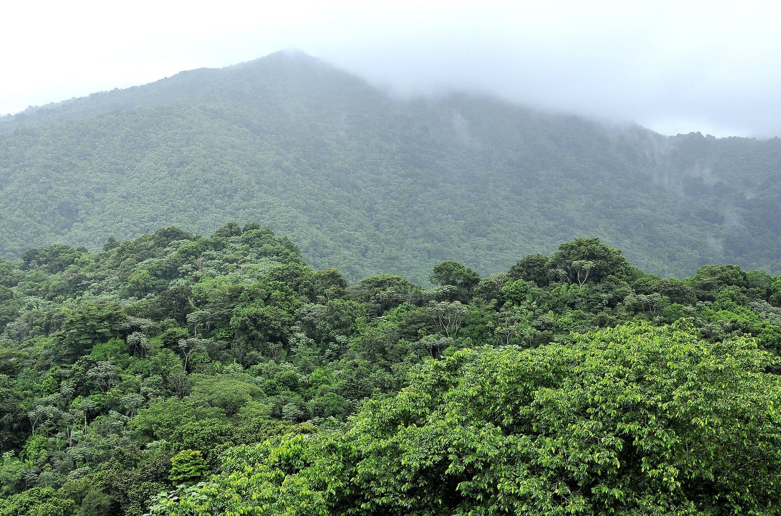 Cloud over the green mountains of El Yunque National Forest, Puerto Rico
