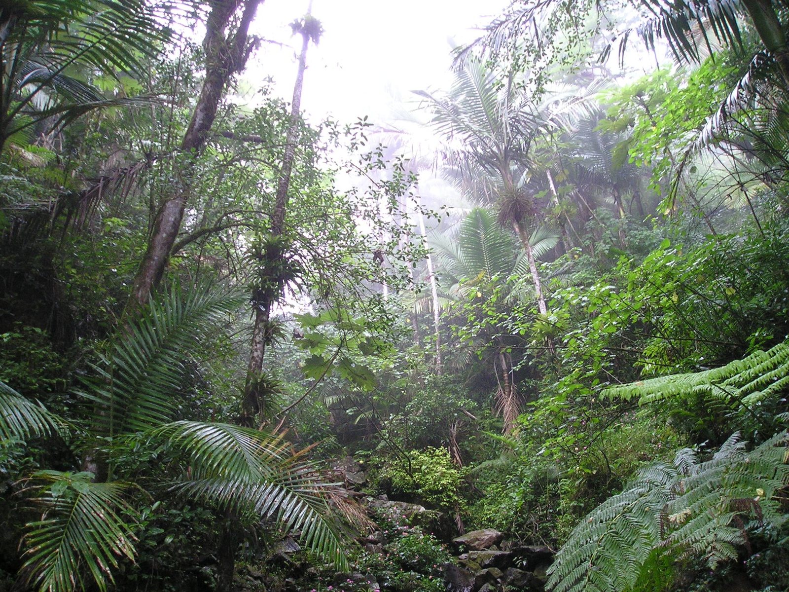 Palms and ferns in the rain forest of El Yunque, Puerto Rico