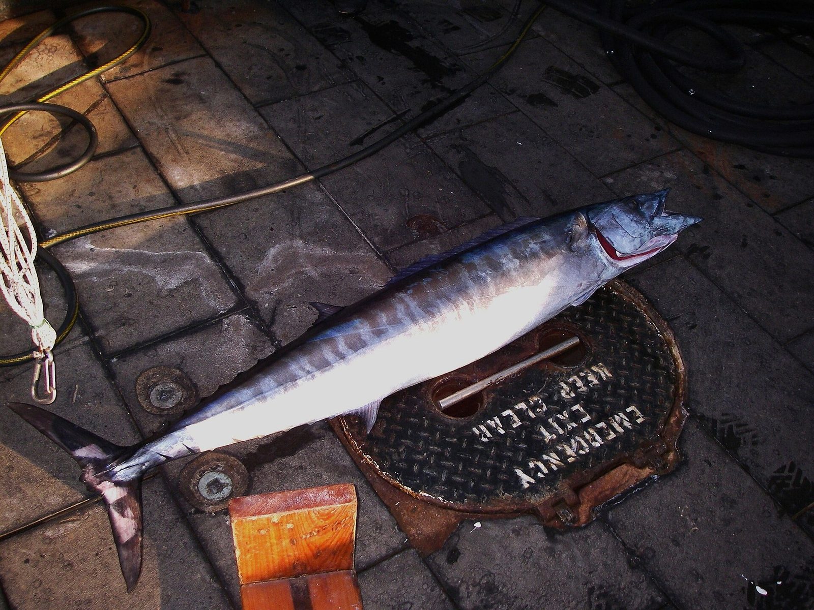 Acanthocybium solandri1