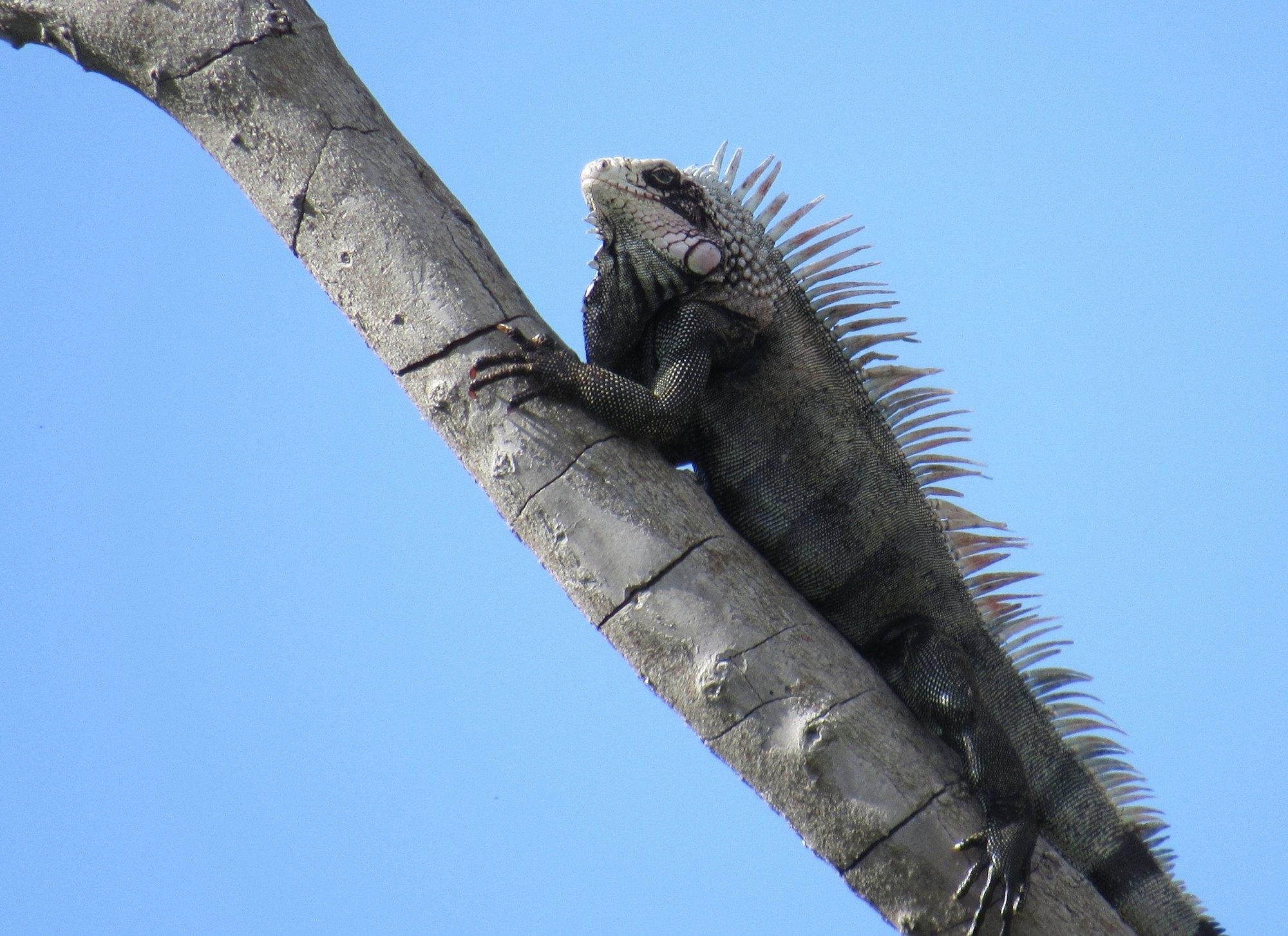 A green iguana on a branch in Frederiksted, St. Croix