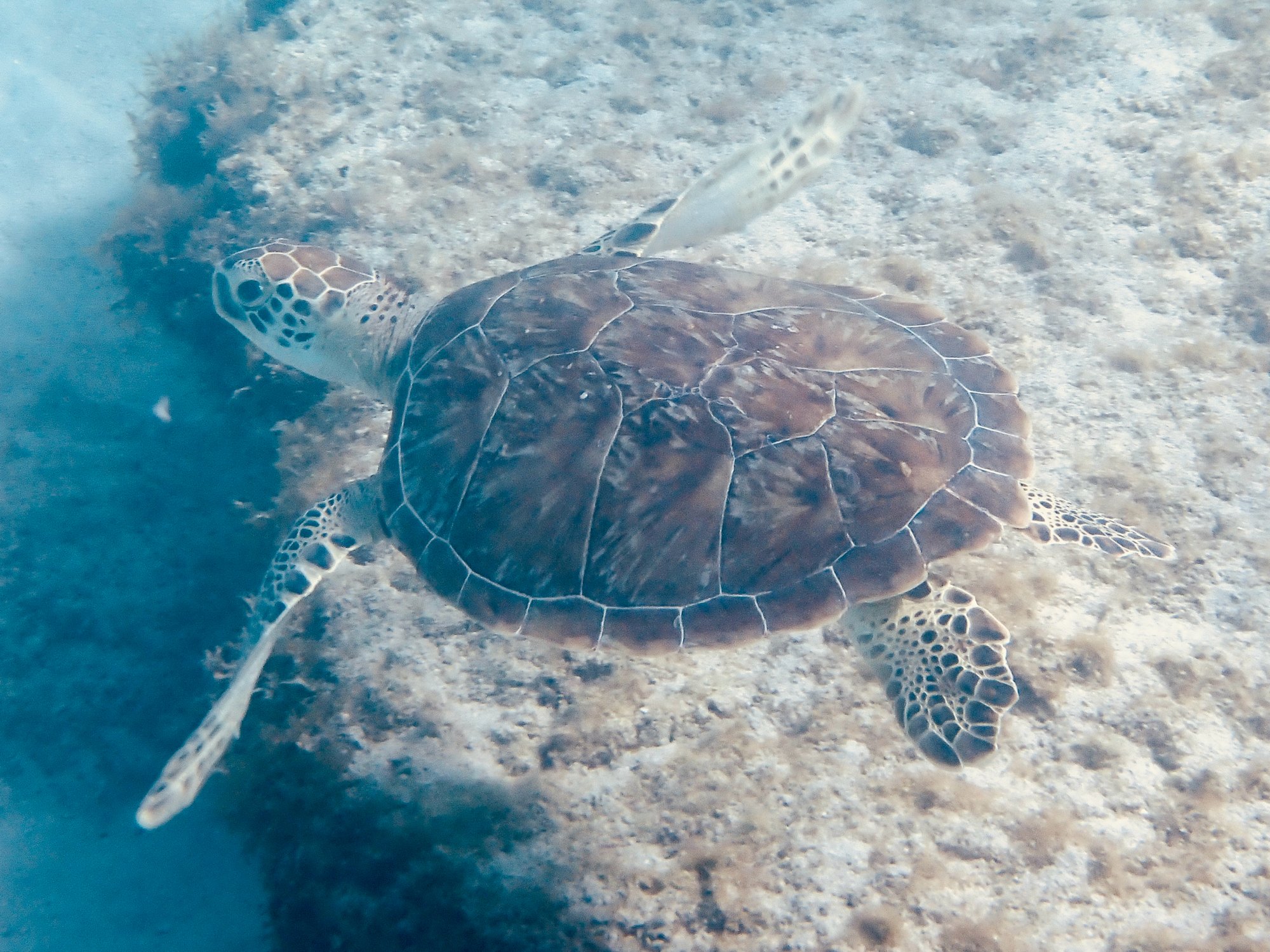 A green sea turtle swimming over the sand in the U.S. Virgin Islands