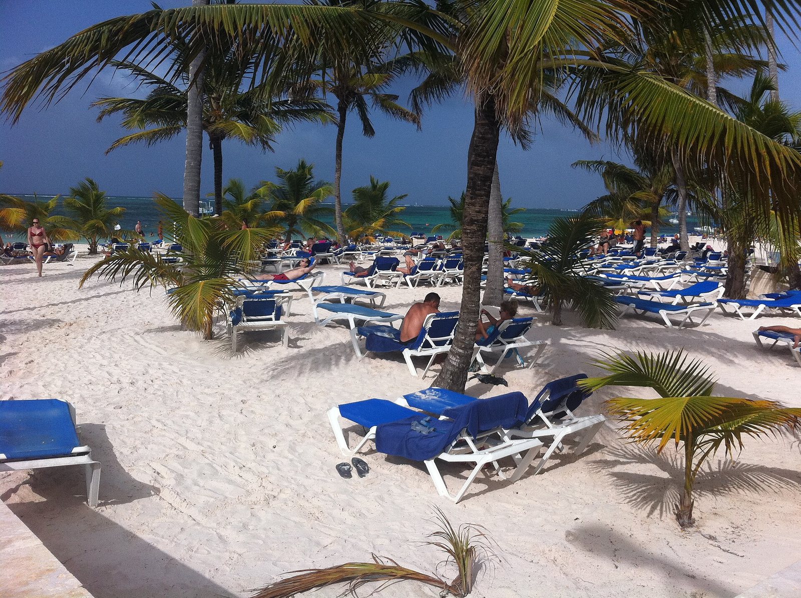 Rows of blue loungers under palms on a resort beach at Punta Cana