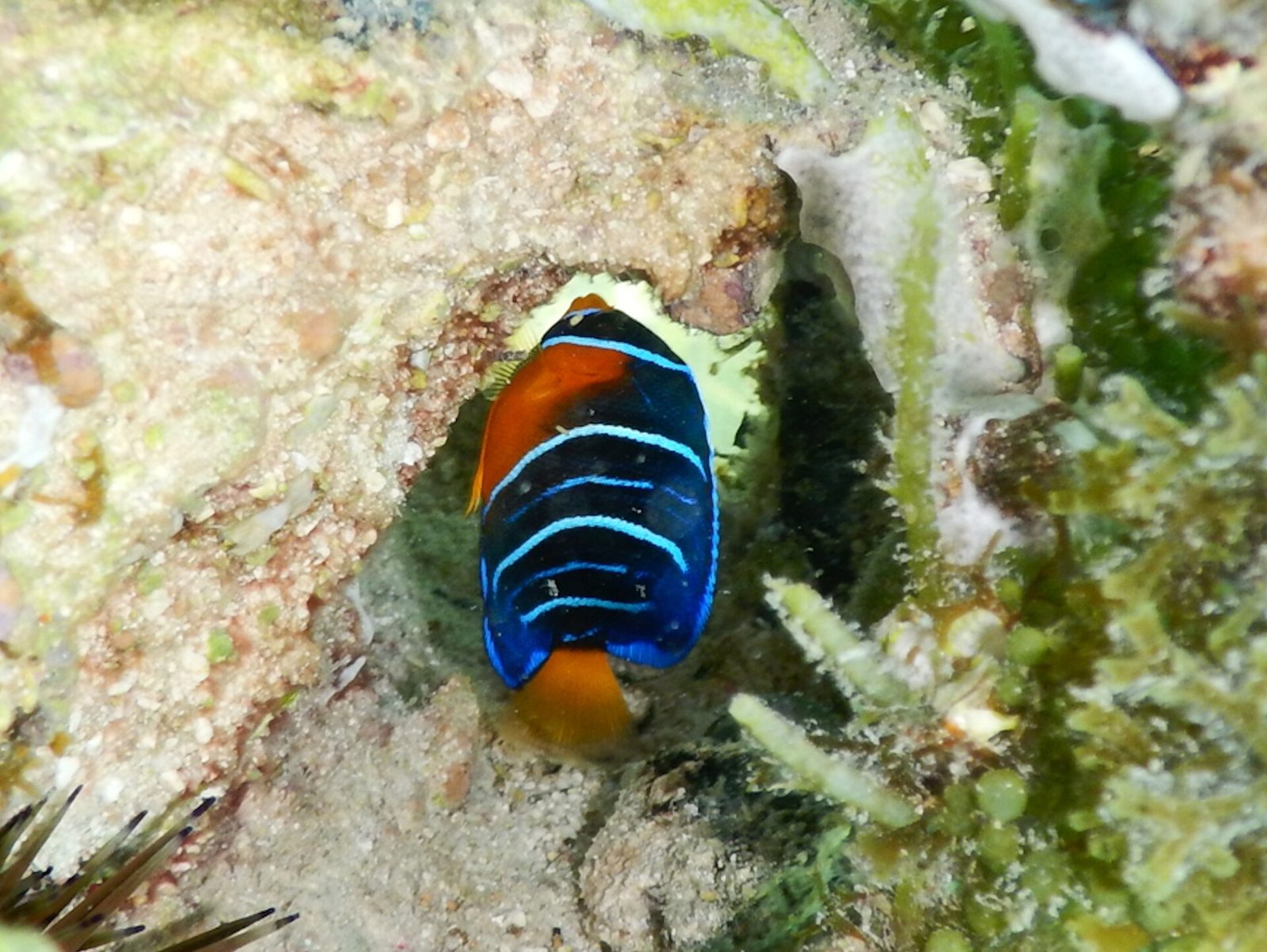Holacanthus ciliaris 438105892