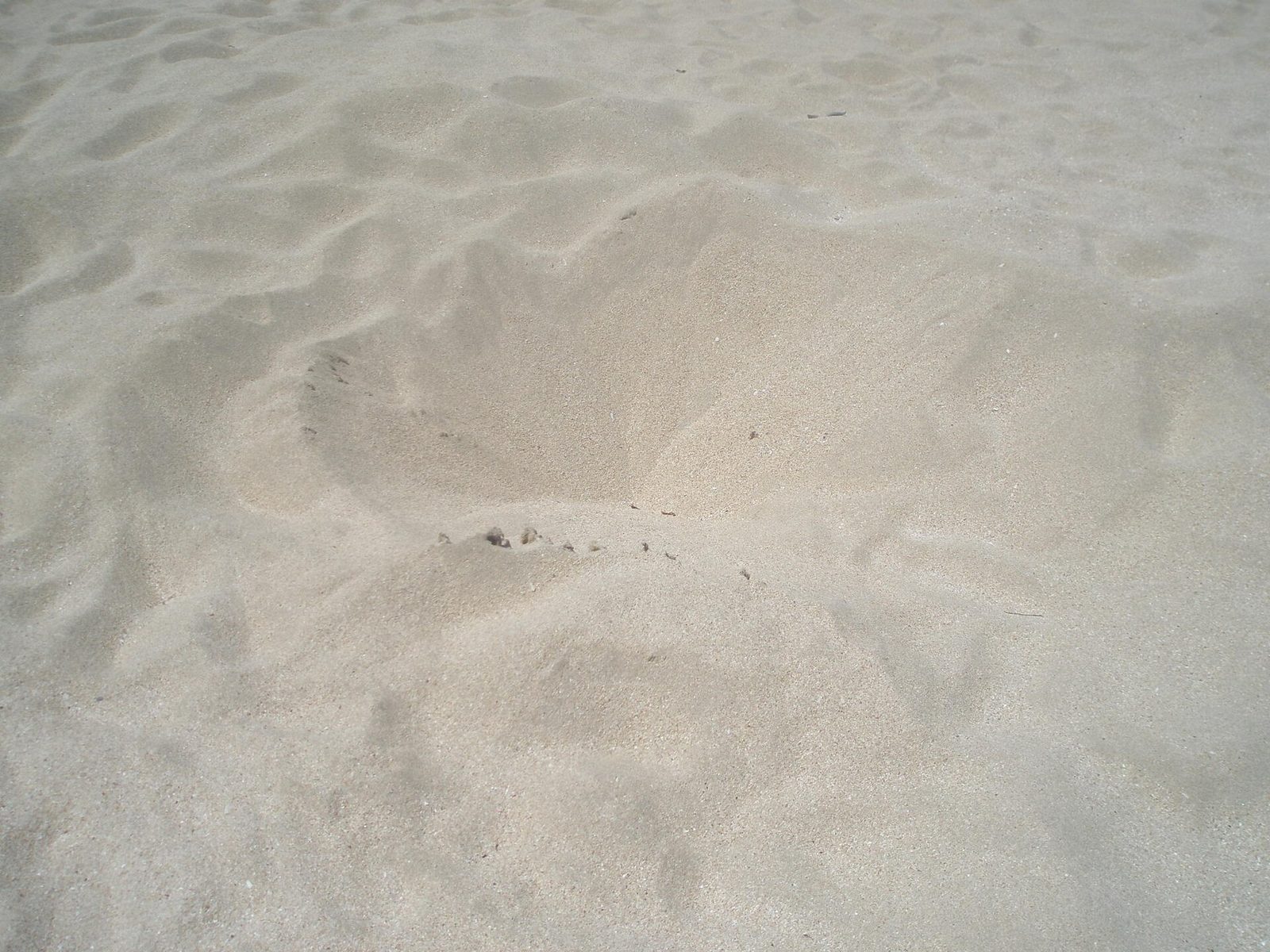 Sandy Point Wildlife Refuge turtle nesting