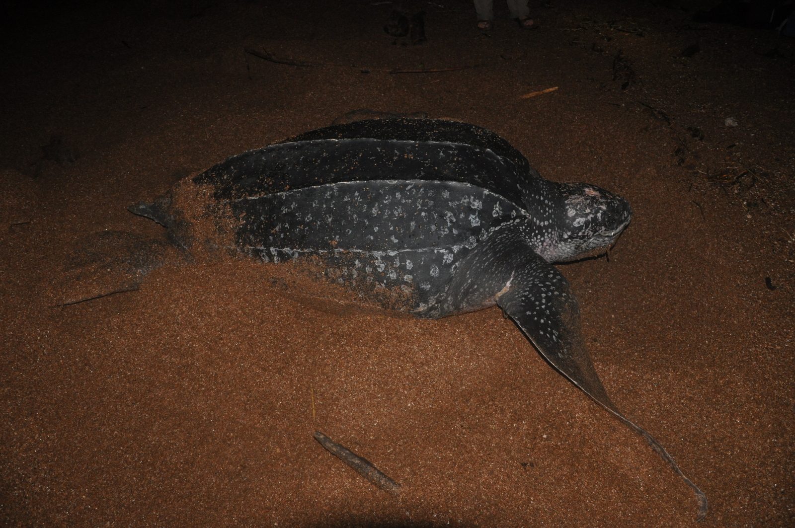 Dermochelys coriacea Leatherback Turtle returning to the sea after laying - panoramio