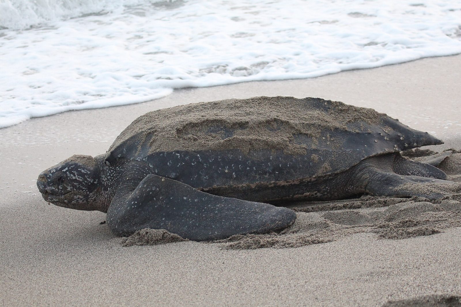 Leatherback Sea Turtle (17665415746)