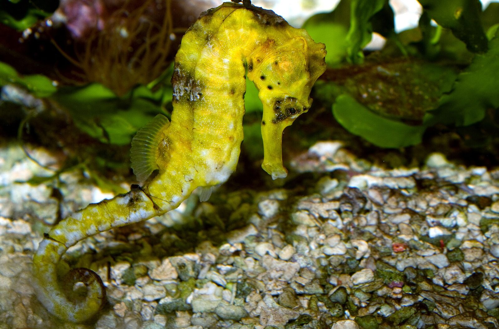 Hippocampus reidi 1
