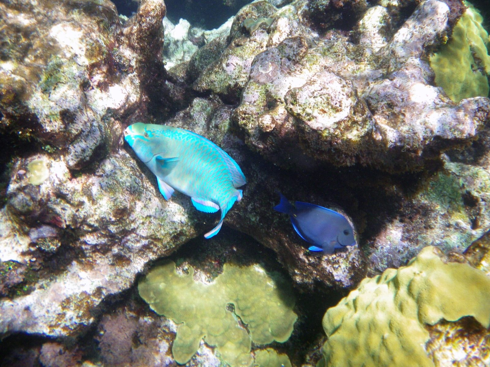 Tropicalfish