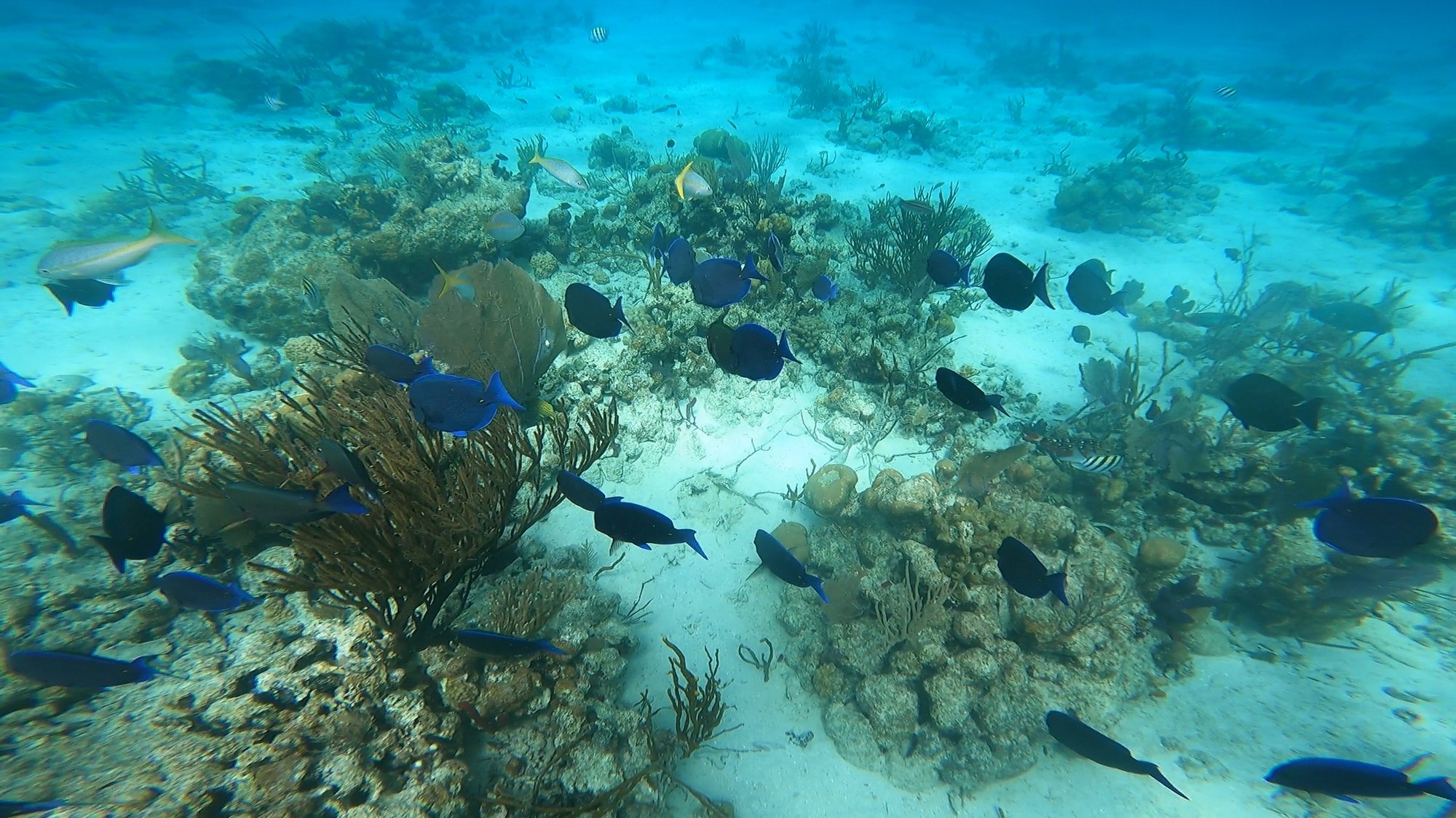A shallow reef with sea fans and fish in the U.S. Virgin Islands
