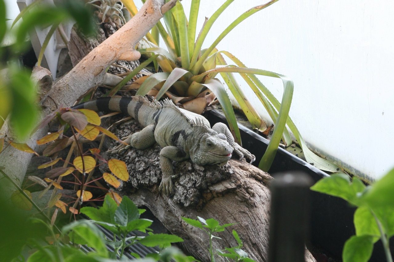Green Iguana (2863780359)