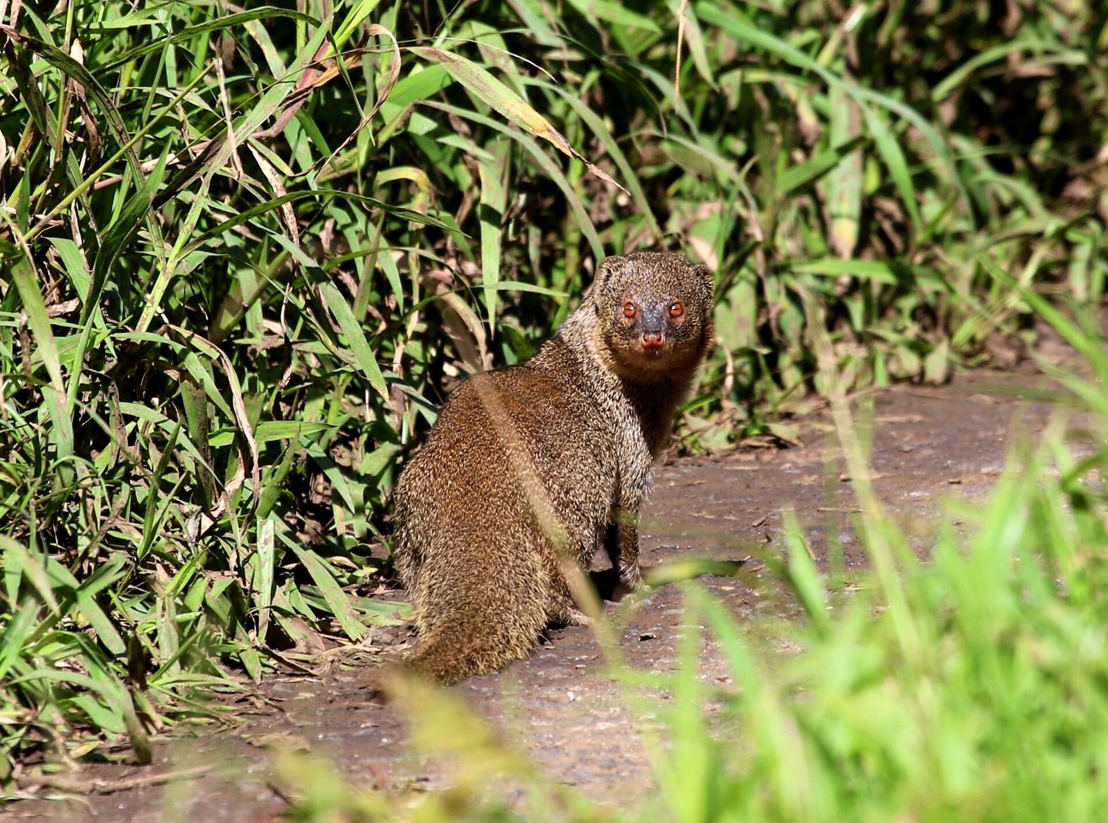 Feral small Indian mongoose (Urva auropunctata) at Ebony Forest Reserve, Mauritius (50749835153)